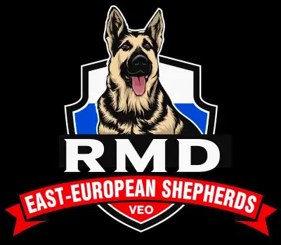 Large and beautiful imported champion line East-European Shepherd (VEO) puppies. Straight backs. Bla...