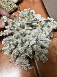 Aquarium coral 