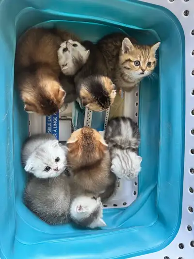 Ready now : purebreed British/ Scottish kittens, View more