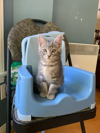 Gentil petit chaton femelle grise, propre, sevrée et enjouée. Elle est née le 29 mars. Prête à être...