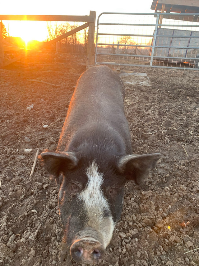 Looking for piglets  in Livestock in Trenton