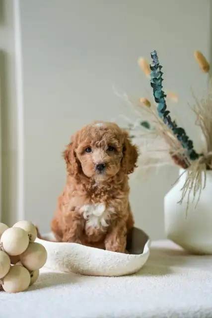 Adorable Mini Goldendoodles puppies for Loving Homes in Dogs & Puppies for Rehoming in Oakville / Halton Region - Image 6
