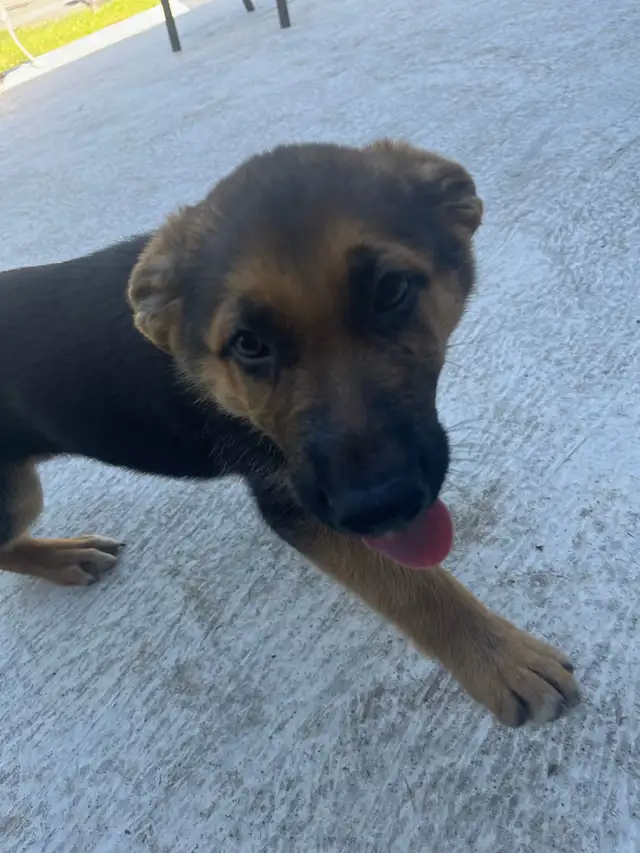 German Shepherd Puppies – Ready June 9! in Dogs & Puppies for Rehoming in City of Toronto - Image 8