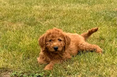 F1B Red Labradoodle Puppies, View more