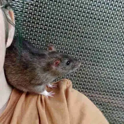 Lovely Male Rats free for Adoption, View more