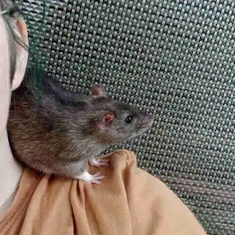 Lovely Male Rats free for Adoption in Small Animals for Rehoming in Mississauga / Peel Region - Image 2