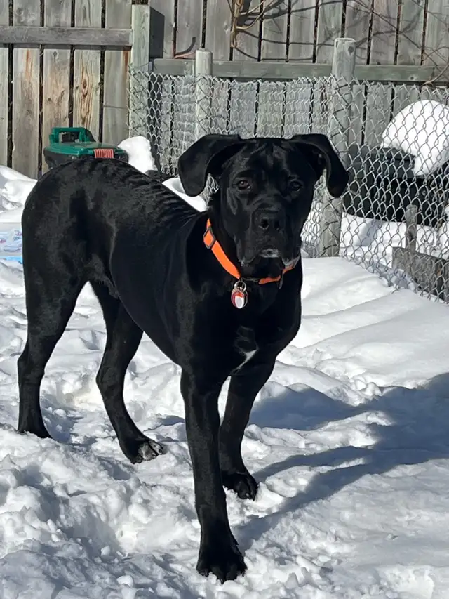 cane corso puppy  in Dogs & Puppies for Rehoming in Whitehorse - Image 10