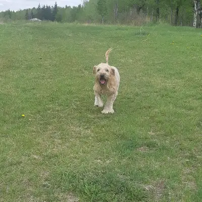 Wheaten Terriers!!, View more
