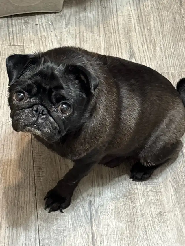 Purebred Pug Puppy 1  black female left ready to go now in Dogs & Puppies for Rehoming in City of Toronto - Image 3