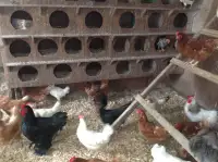 Vous avez des poules a donné 