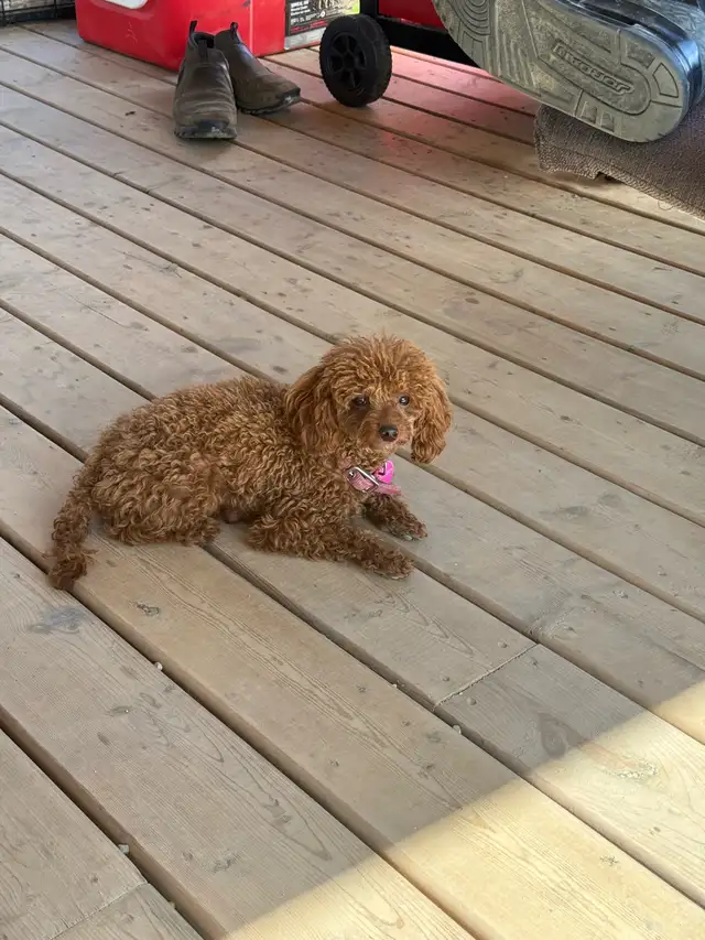 toy poodles  in Dogs & Puppies for Rehoming in Whitehorse - Image 5