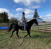 Broke (Raise a Native-War Admiral)