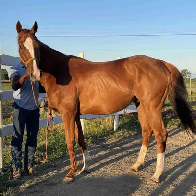 OTTB Looking for a New Home, View more