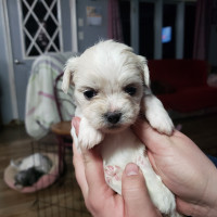 Adorable shih tzu/maltese puppies.