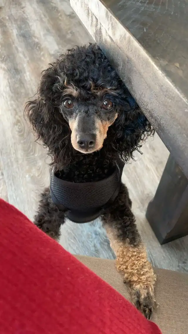 Poodle puppies in Dogs & Puppies for Rehoming in Winnipeg - Image 6
