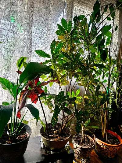 Large Healthy Indoor Plants-Multiple Pots-Bright-Beautiful.., View more