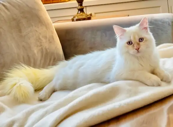 Purebred Rare Cream/Flame Point Ragdoll boy – 12 wks in Cats & Kittens for Rehoming in Burnaby/New Westminster - Image 2