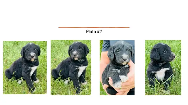 Tricolored Labrabernedoodles for sale - $250 in Dogs & Puppies for Rehoming in Winnipeg - Image 7