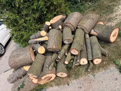 free firewood hardwood maple wood nicely cut! see pictures!, View more