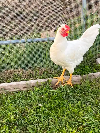 Rooster for sale, View more