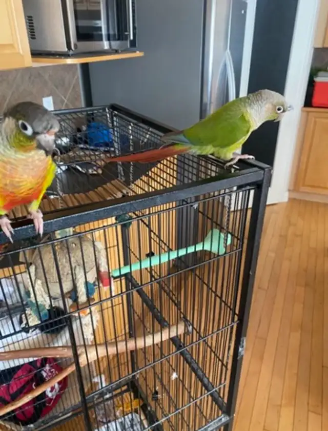Two Conure Parrots - Only $450 in Birds for Rehoming in Calgary - Image 7