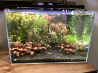 Rimless Planted aquarium