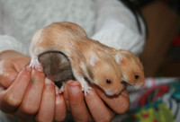 Healthy ethically bred hamsters