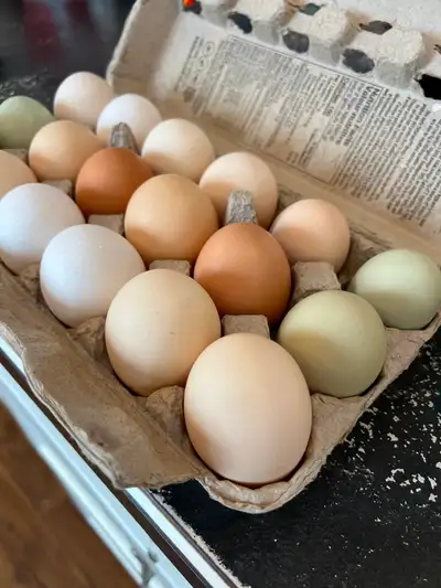 Fresh Eggs, View more
