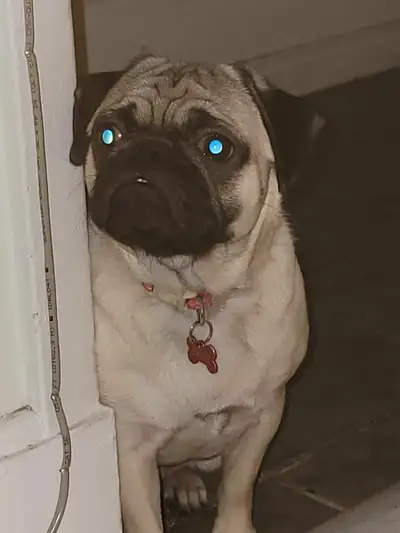 Looking to rehome my sweet 3-year-old female pug due to an upcoming move to a place where dogs are n...