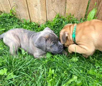 Born July 19th to our onsite family protectors, Mom (Formentino) and Dad (Black Brindle)! These pupp...