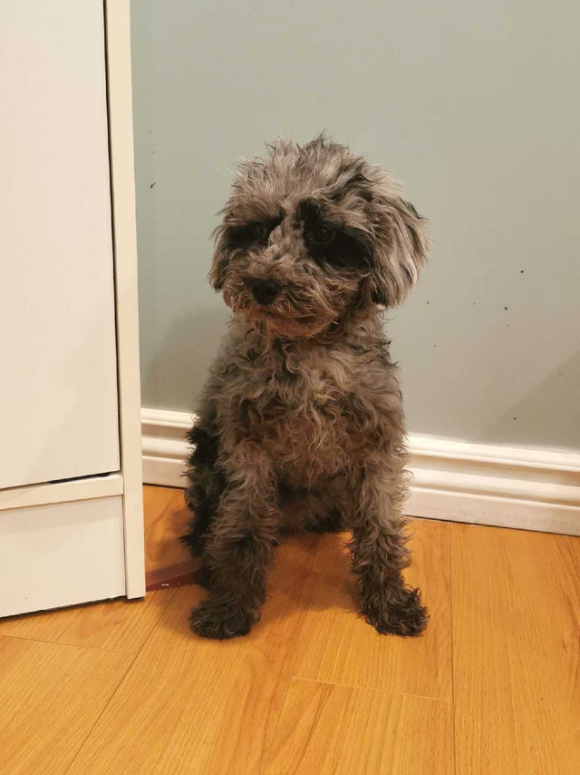 Mini/toy merle poodle puppys in Dogs & Puppies for Rehoming in Markham / York Region - Image 2