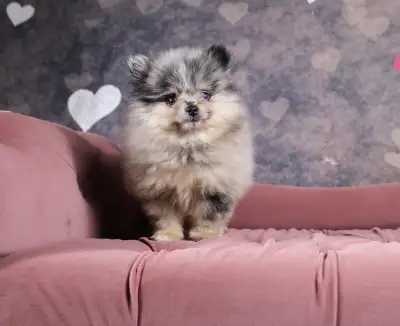 We are happy to announce we have two female Pomeranian puppies born May 19th 2026 available. They ra...