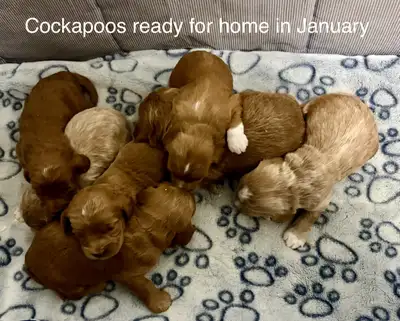 ❤️F1B mini and F1 medium goldendoodles ready for home in December. Cockapoos ready for home in Janua...