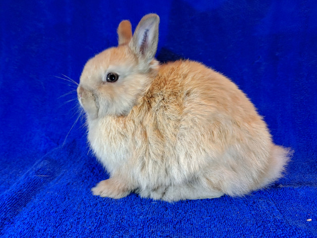 EXTRAORDINAIRE BÉBÉ LAPINE NAINE TÊTE DE LION  *  LIONHEAD BUNNY in Small Animals for Rehoming in City of Montréal - Image 3