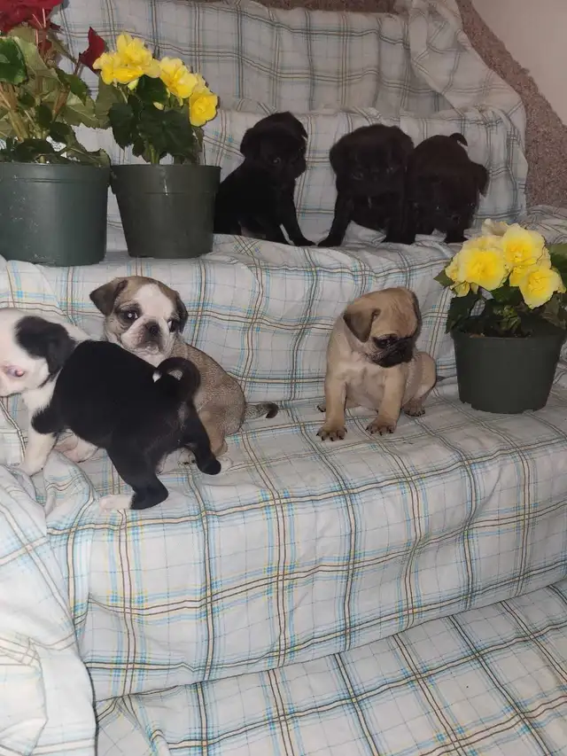 pug  puppies ! in Dogs & Puppies for Rehoming in Stratford - Image 6