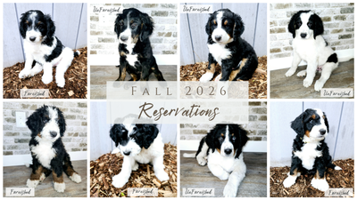Bernedoodles (Furnished & Un-Furnished), View more