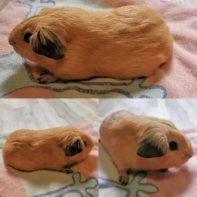 Male Cali Guinea pig, View more