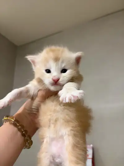 100% Russian Line Maine Coon Kittens, View more