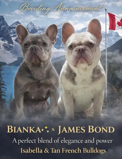 French bulldog - Isabella & Tan cell: 514-833-1649, View more