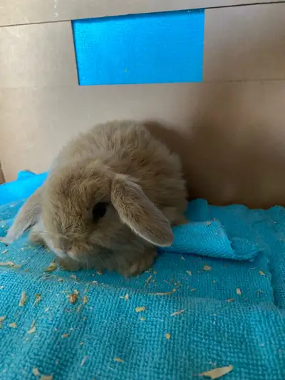 bébé, lapin, mâle, bélier hollandais, View more