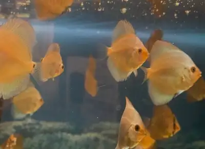 Blue diamond discus baby with warranty, View more