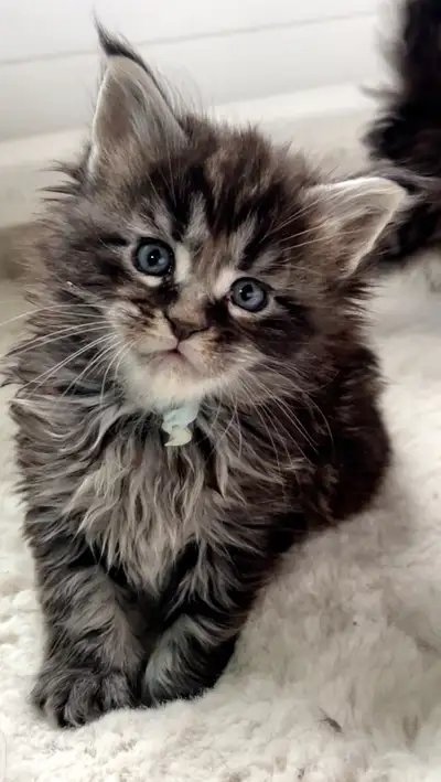  Chatons Maine Coon enregistrés TICA, Estrie, View more