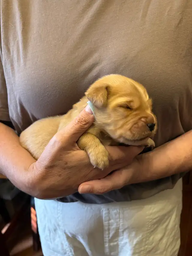 Golden Retriever Puppies in Dogs & Puppies for Rehoming in Owen Sound - Image 9