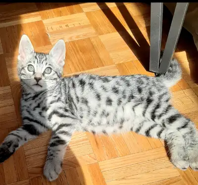 Il nous rest quatre magnifiques chatons Bengal (mâles) nés le 1er mars. 1 Brun (400$) 1 Noir (400$)...