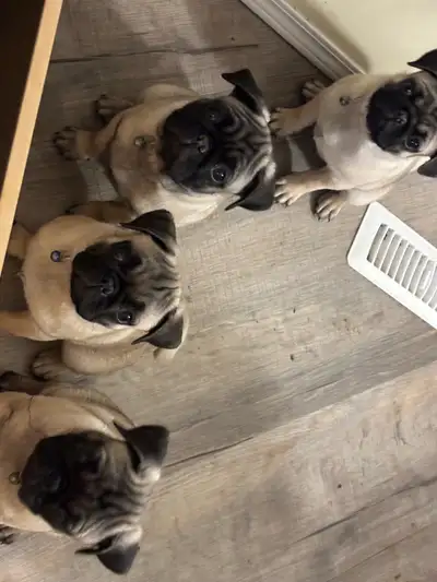 Purebred Pug Puppies Ready for Their Forever Homes! Looking for a lovable, playful, and affectionate...
