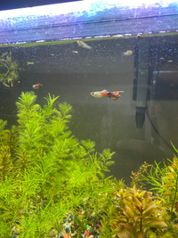 Beautiful guppies available 