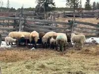 ISO, small flock of sheep.