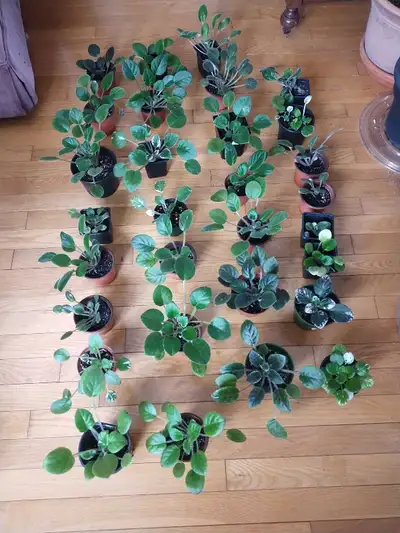 7.00 each or 4 for 20.00.