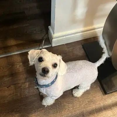 Dog for sale, View more