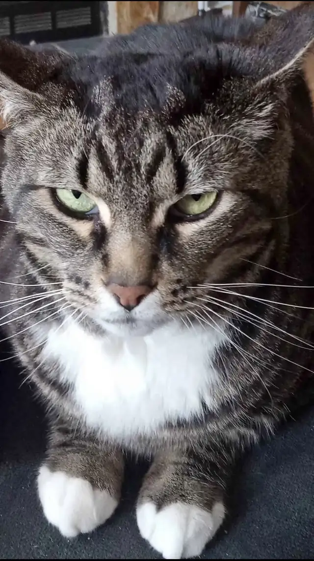 Lost  Kitty Cat64961231760643121